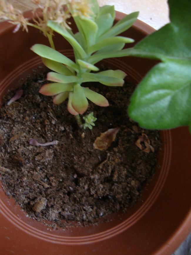 Name:  09.05.2012 099.jpg
Views: 5342
Size:  62.8 KB