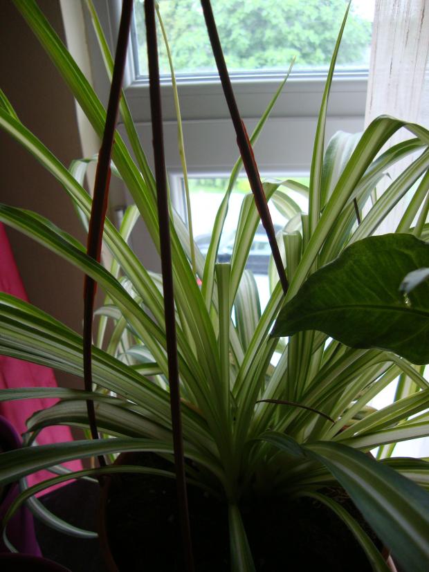 Name:  09.05.2012 125.jpg
Views: 4694
Size:  71.6 KB