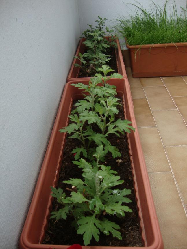 Name:  09.05.2012 098.jpg
Views: 5689
Size:  69.6 KB