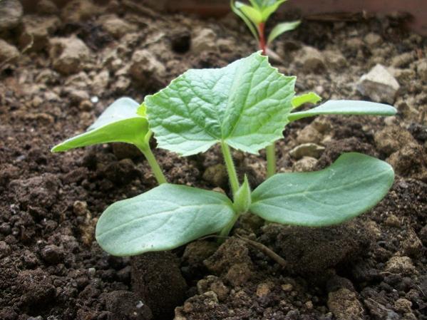 Name:  salatalk.jpg
Views: 2041
Size:  53.4 KB