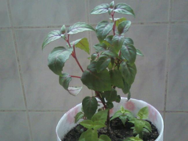Name:  Fotoraf-0003.jpg
Views: 1127
Size:  29.1 KB