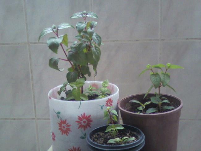 Name:  Fotoraf-0008.jpg
Views: 1092
Size:  29.7 KB
