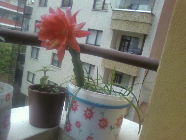 Name:  atlas (1).jpg
Views: 759
Size:  39.5 KB