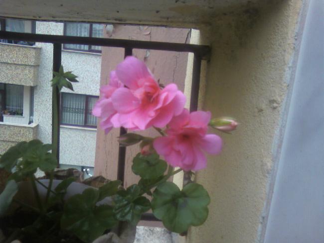 Name:  Fotoraf-0033.jpg
Views: 727
Size:  34.2 KB