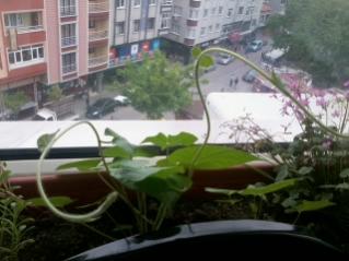 Name:  2012-05-14 13.22.10.jpg
Views: 721
Size:  14.7 KB