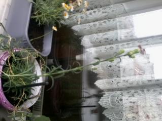 Name:  2012-05-14 13.21.47.jpg
Views: 662
Size:  14.6 KB