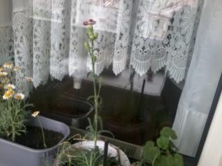 Name:  2012-05-14 13.21.51.jpg
Views: 674
Size:  13.6 KB