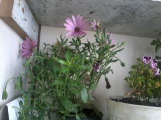 Name:  2012-05-14 13.21.20.jpg
Views: 687
Size:  13.2 KB