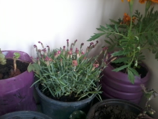 Name:  2012-05-14 13.21.29.jpg
Views: 686
Size:  65.6 KB