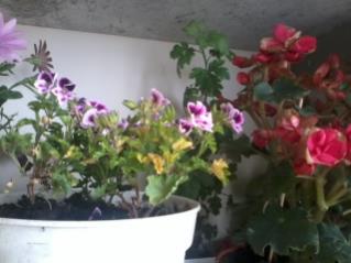 Name:  2012-05-14 13.21.16.jpg
Views: 664
Size:  13.3 KB
