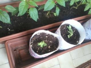 Name:  2012-05-14 13.20.56.jpg
Views: 721
Size:  14.2 KB