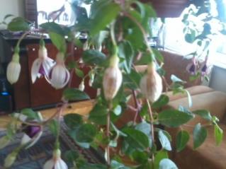 Name:  2012-05-14 13.20.15.jpg
Views: 612
Size:  14.7 KB
