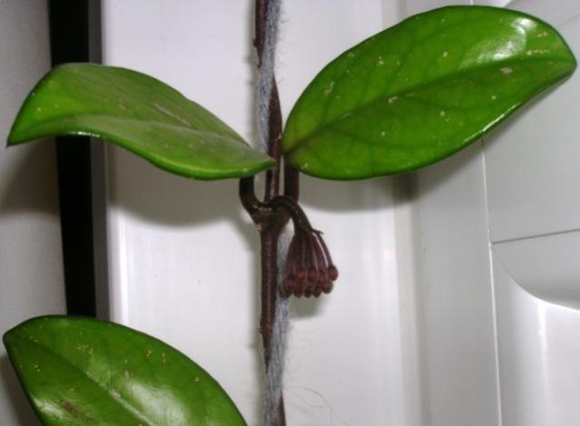 Name:  DSCN2007.jpg
Views: 1016
Size:  25.5 KB