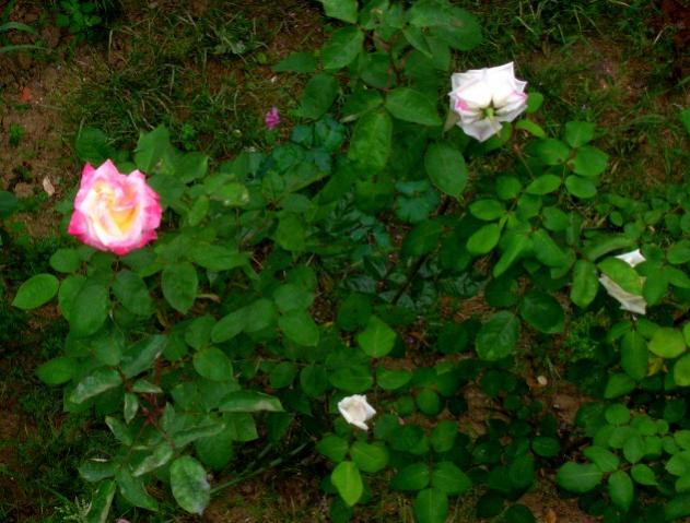 Name:  DSCN2011.jpg
Views: 992
Size:  53.3 KB