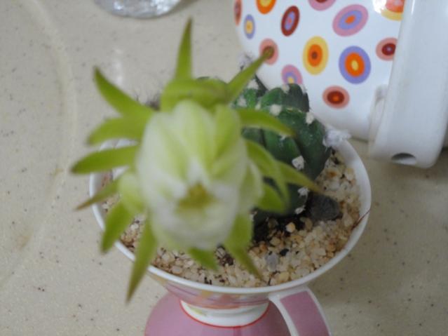 Name:  DSC01580.jpg
Views: 1703
Size:  27.8 KB