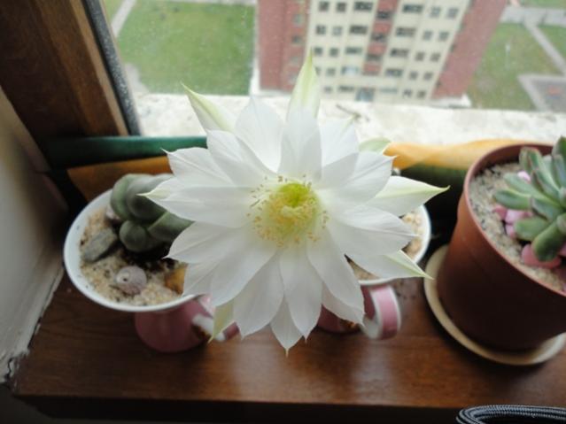 Name:  DSC01583.jpg
Views: 1362
Size:  31.4 KB