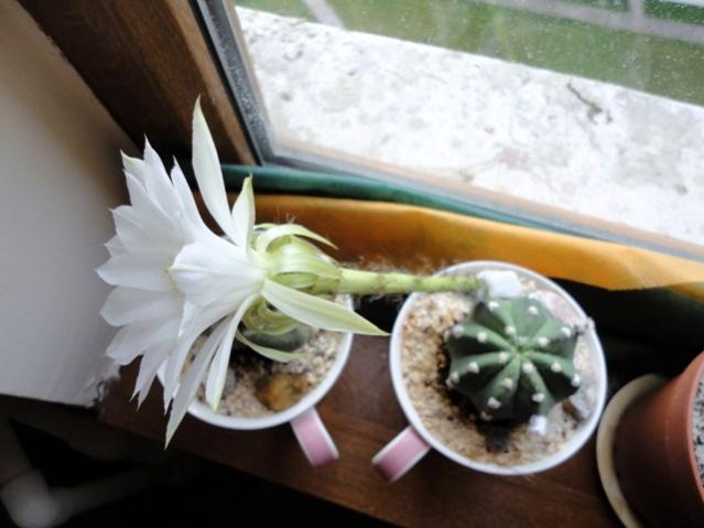 Name:  DSC01584.jpg
Views: 1397
Size:  35.5 KB