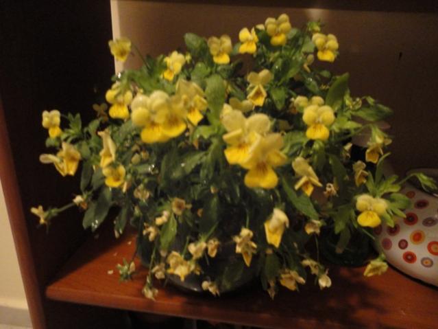 Name:  DSC01593.jpg
Views: 1452
Size:  37.5 KB