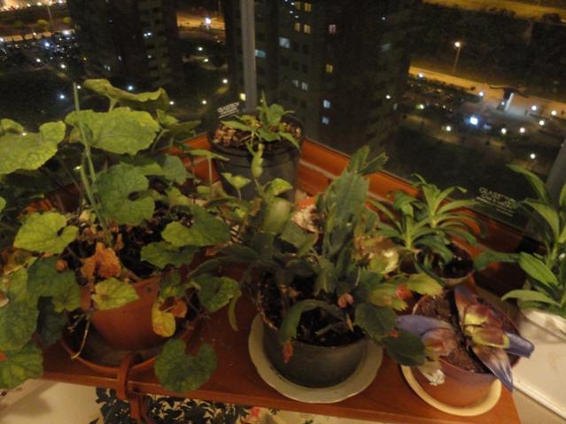 Name:  DSC01595.jpg
Views: 1774
Size:  46.2 KB