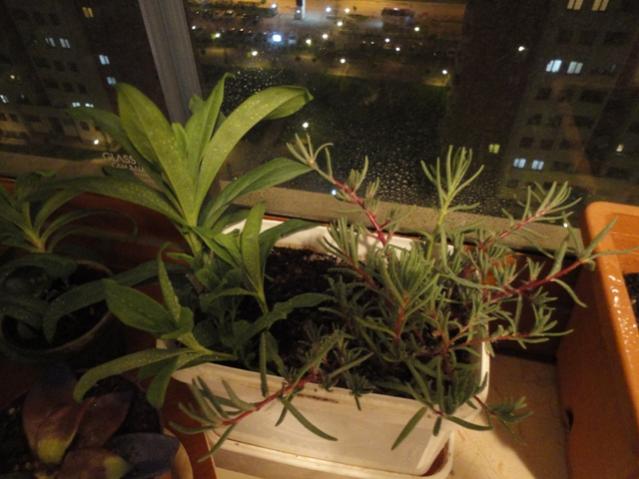 Name:  DSC01596.jpg
Views: 1604
Size:  42.7 KB