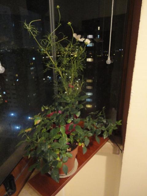 Name:  DSC01597.jpg
Views: 1426
Size:  35.4 KB