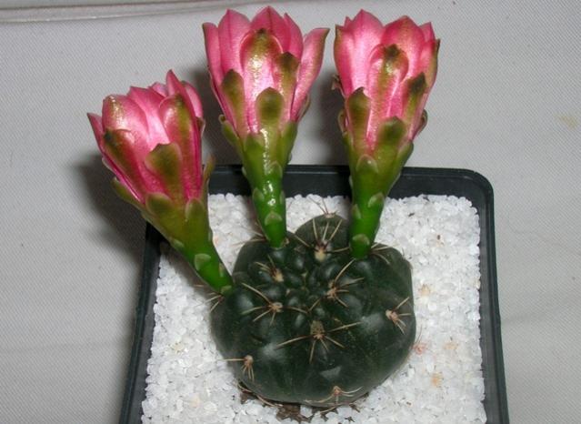 Name:  DSCN2021.jpg
Views: 1051
Size:  44.4 KB