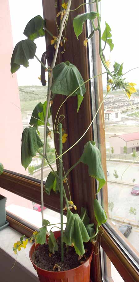 Name:  DSCF4728a.jpg
Views: 1119
Size:  65.6 KB