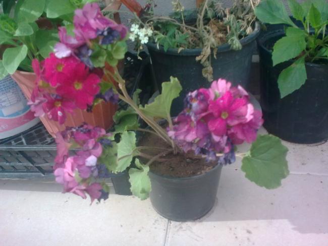Name:  G0875.jpg
Views: 1048
Size:  40.2 KB