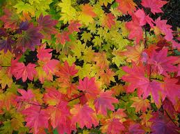 Name:  images.jpg
Views: 1150
Size:  13.4 KB