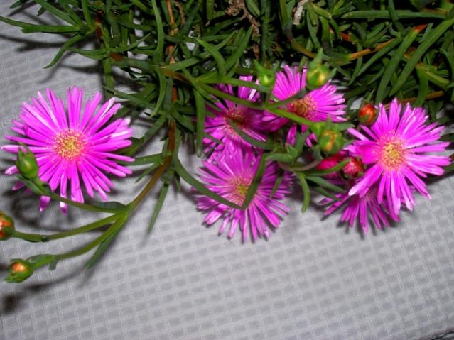 Name:  DSCN2056.jpg
Views: 963
Size:  56.8 KB