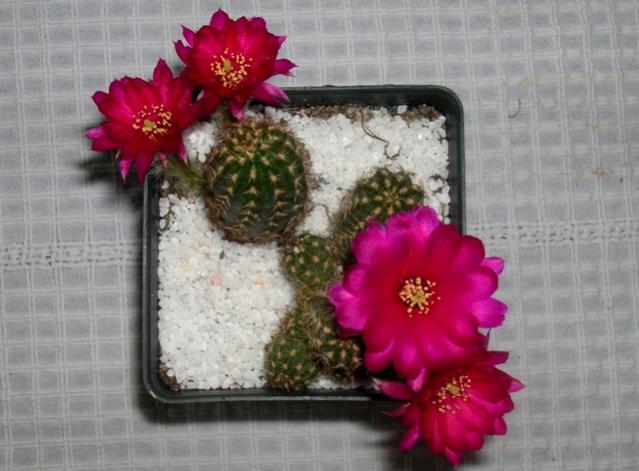 Name:  DSCN2071.jpg
Views: 1010
Size:  45.0 KB