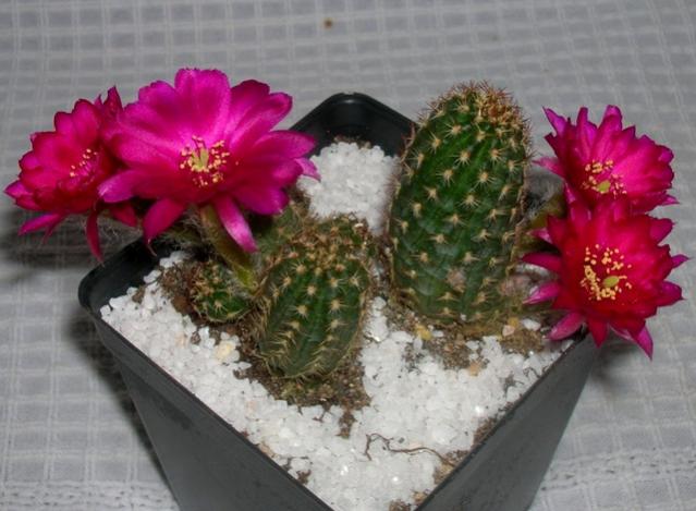 Name:  DSCN2072.jpg
Views: 1024
Size:  45.4 KB