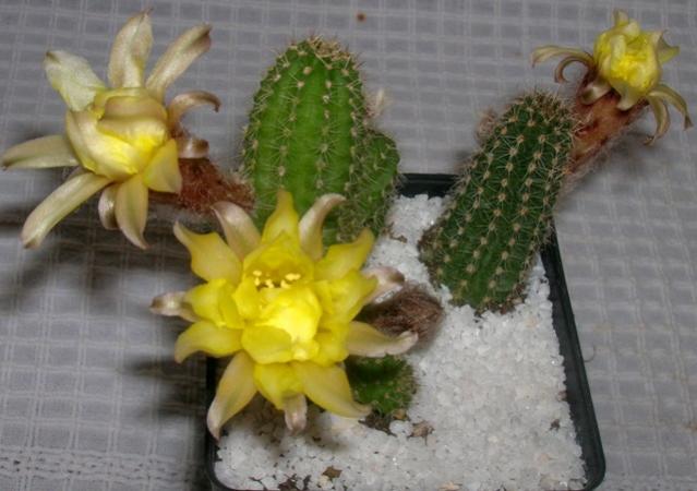 Name:  DSCN2078.jpg
Views: 1090
Size:  40.5 KB