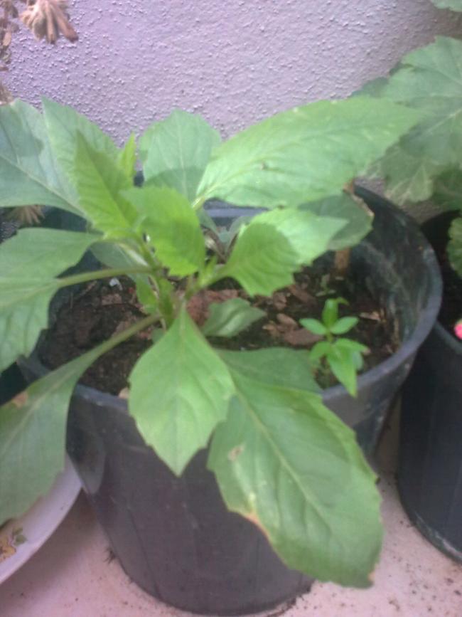 Name:  G0876.jpg
Views: 978
Size:  54.1 KB