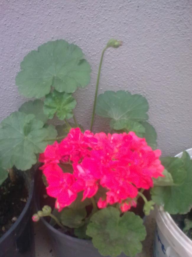 Name:  G0877.jpg
Views: 1034
Size:  56.1 KB