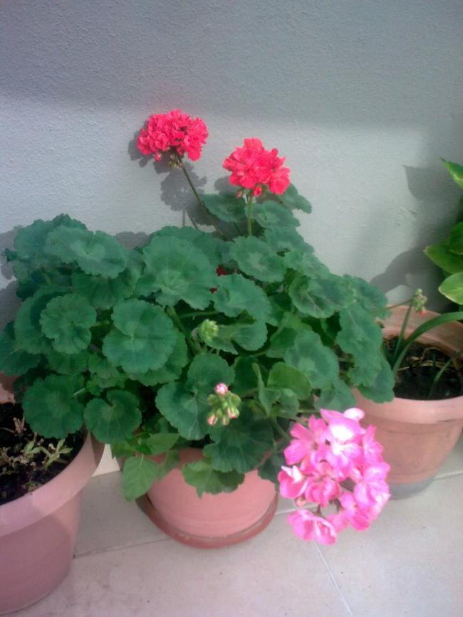 Name:  G0882.jpg
Views: 966
Size:  60.6 KB
