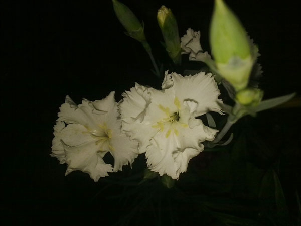 Name:  10052012846.jpg
Views: 2106
Size:  42.6 KB