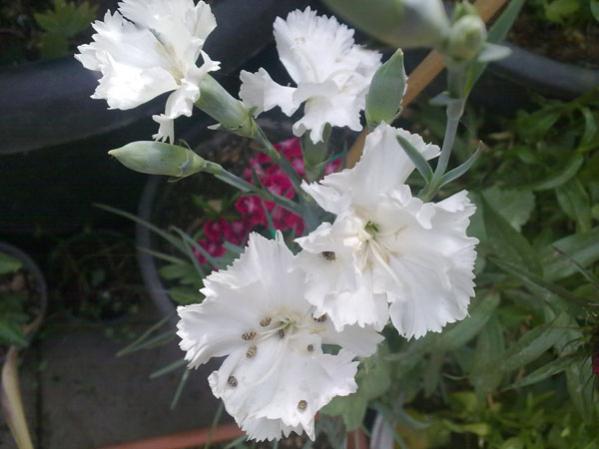 Name:  Beyaz Karanfil.jpg
Views: 3552
Size:  33.5 KB