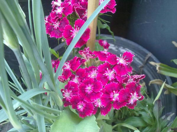 Name:  Hsnyusuf.jpg
Views: 2117
Size:  48.4 KB