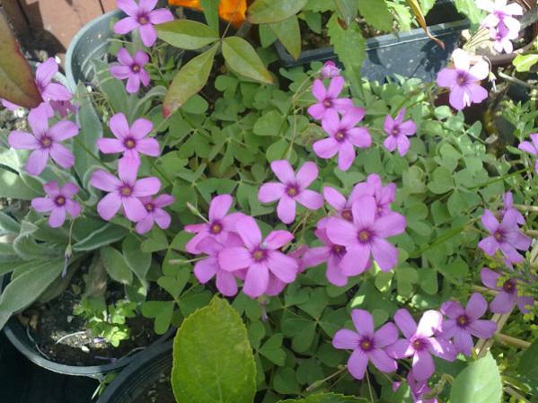 Name:  Oxalis.jpg
Views: 2129
Size:  55.2 KB