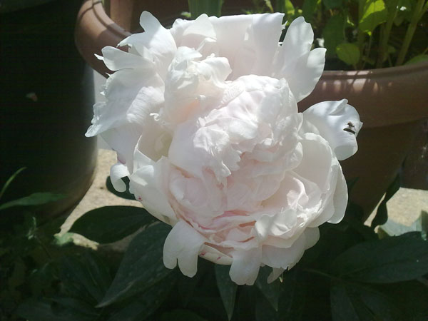 Name:  akayk(Paeonia) (3).jpg
Views: 2118
Size:  60.6 KB