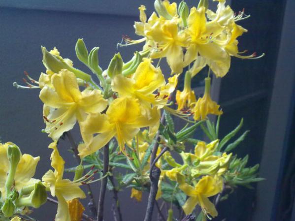 Name:  Chifin (1).jpg
Views: 2269
Size:  40.7 KB