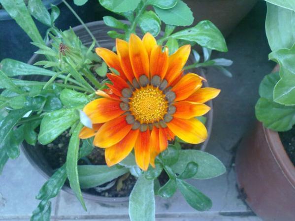 Name:  Gazanya.jpg
Views: 2117
Size:  41.3 KB