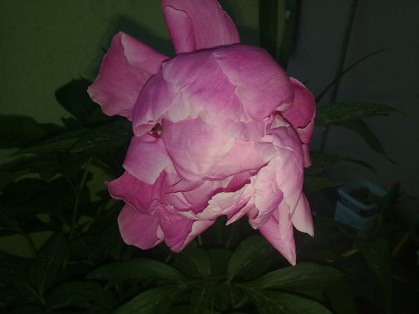 Name:  Paoenia(akayk).jpg
Views: 2087
Size:  50.9 KB