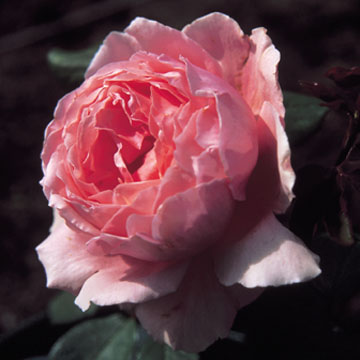 Name:  Karde Cadfael.jpg
Views: 2595
Size:  32.4 KB