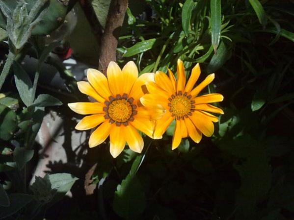 Name:  Gazanya (1).jpg
Views: 2120
Size:  36.0 KB