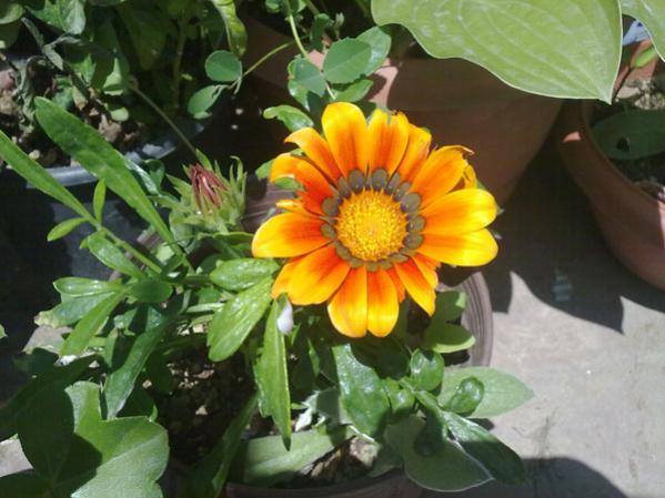 Name:  Gazanya (2).jpg
Views: 2156
Size:  44.2 KB