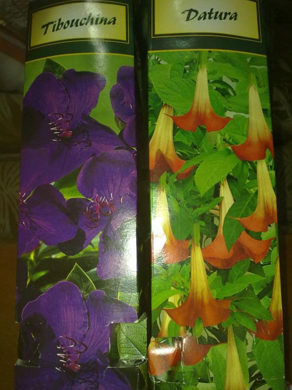 Name:  Tibouchina-Datura.jpg
Views: 2232
Size:  65.4 KB