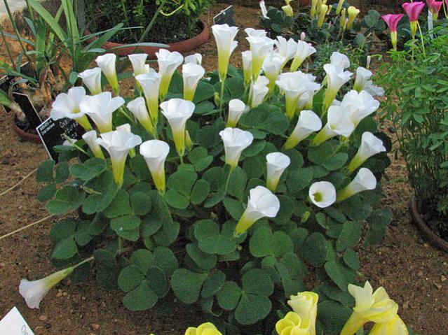 Name:  Oxalis purpurea alba.jpg
Views: 3815
Size:  67.6 KB