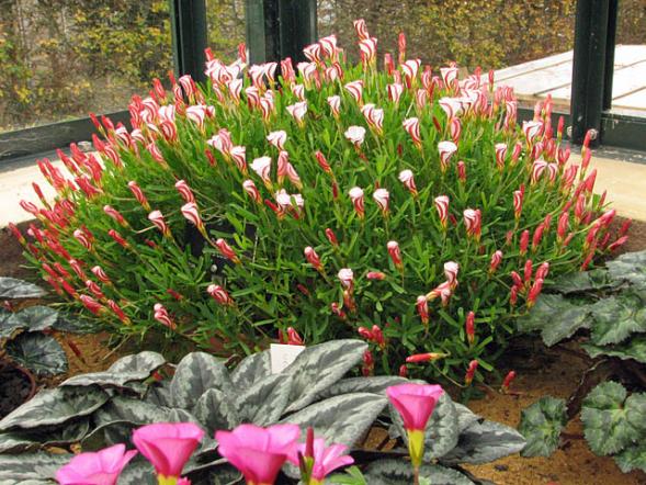 Name:  Oxalis versicolor.jpg
Views: 4316
Size:  73.3 KB